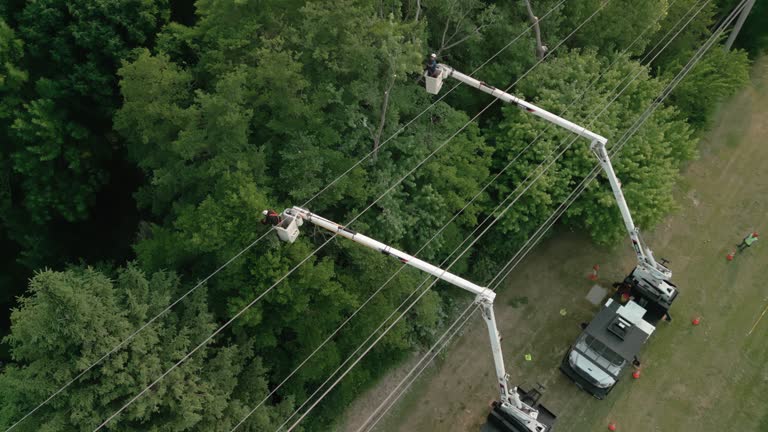 Junction City, KY  Tree Services Company