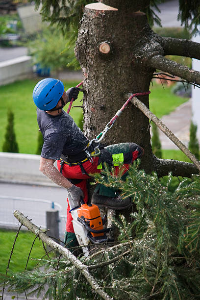 Lawn Watering Services in Junction City, KY